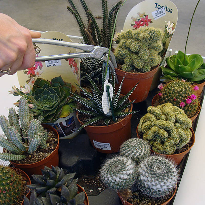 Pinzas para cactus