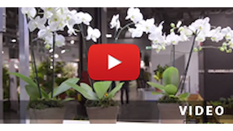 Bancali espositori con luce a led per phalaenopsis