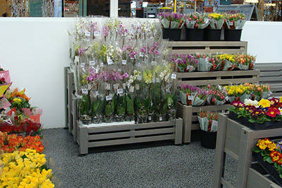 Plants and flowers shop in Palazzolo (BS)