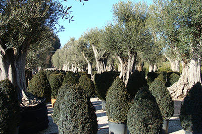 Held in Rome the Technical Workshop "Landscape Design"