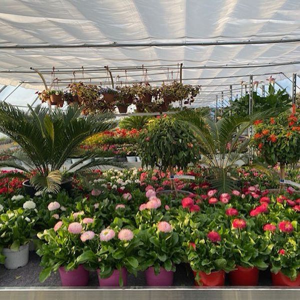 JARDINERIE DU CHÊNE – Anthy-sur-Léman, Francia: Un progetto su misura
