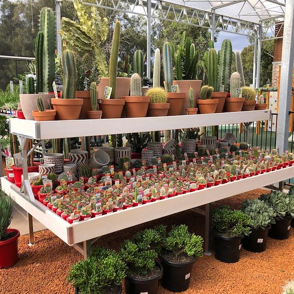 أعلى مقاعد البدلاء / الميزانين الخشب خط أمور