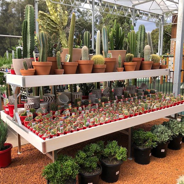 Bancale Rialzato Linea Legno AMOR