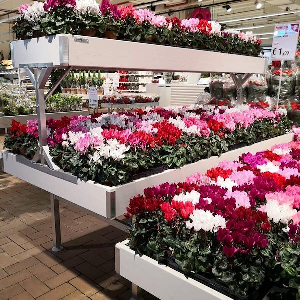 Bancale Rialzato Linea Legno AMOR