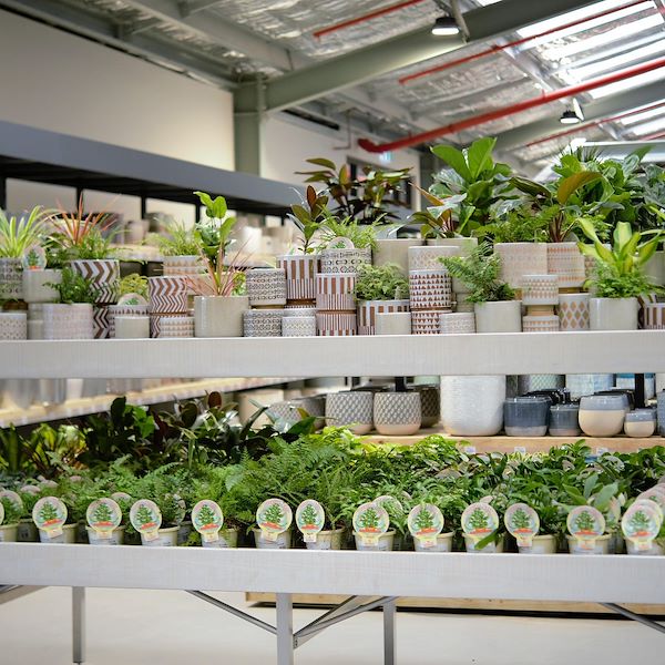 أعلى مقاعد البدلاء / الميزانين الخشب خط أمور