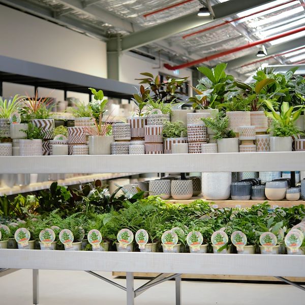 Erhobener Holztisch Linie AMOR