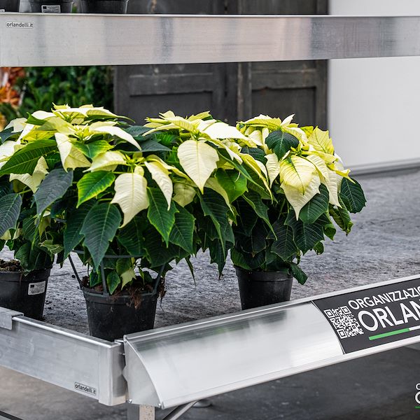 Presentazione Area Confezionamento