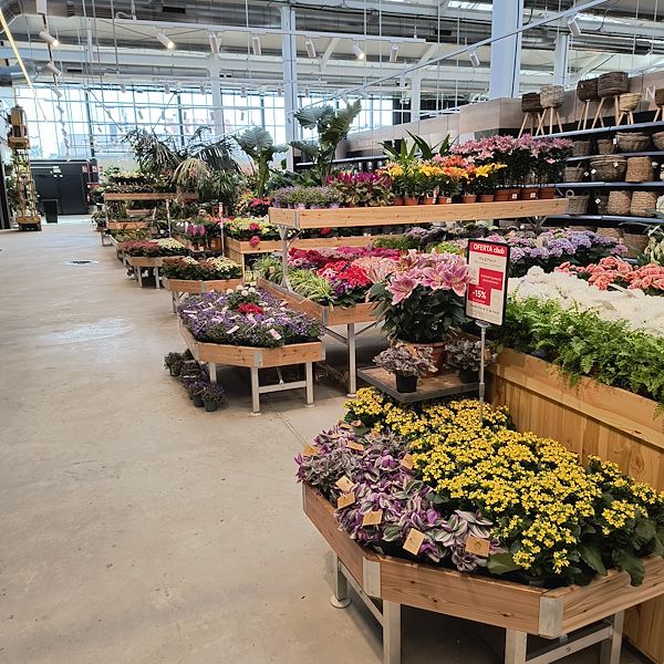 Las plantas de interior