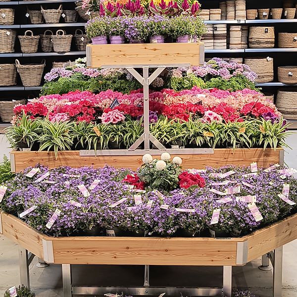 Las plantas de interior
