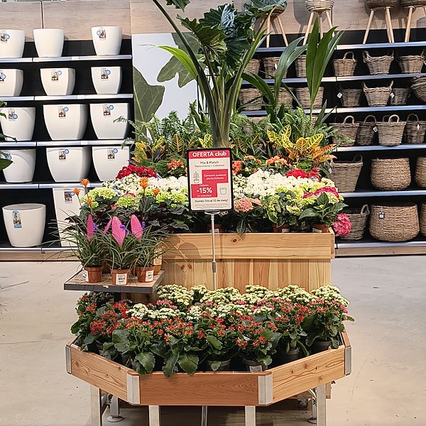 Las plantas de interior