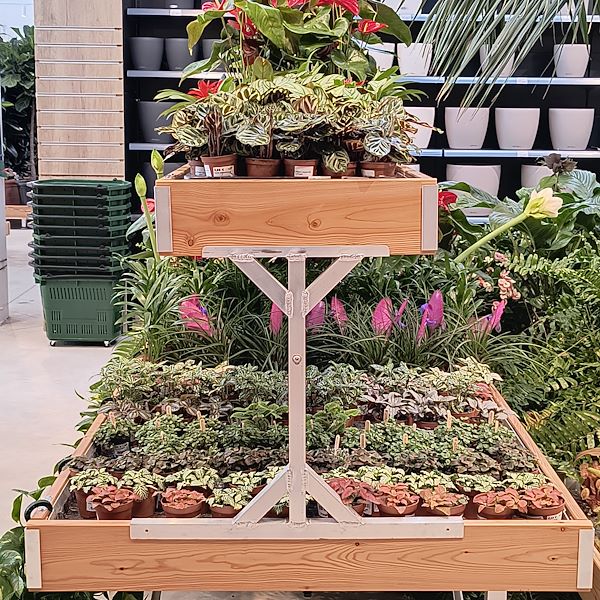 Las plantas de interior