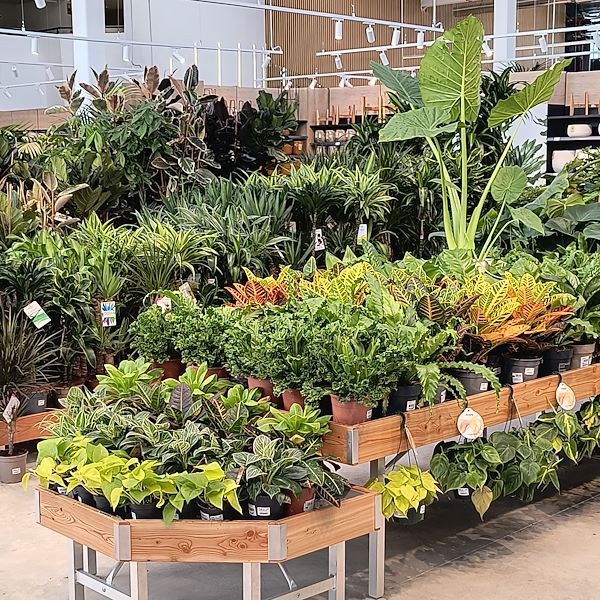 Les plantes d'intérieur