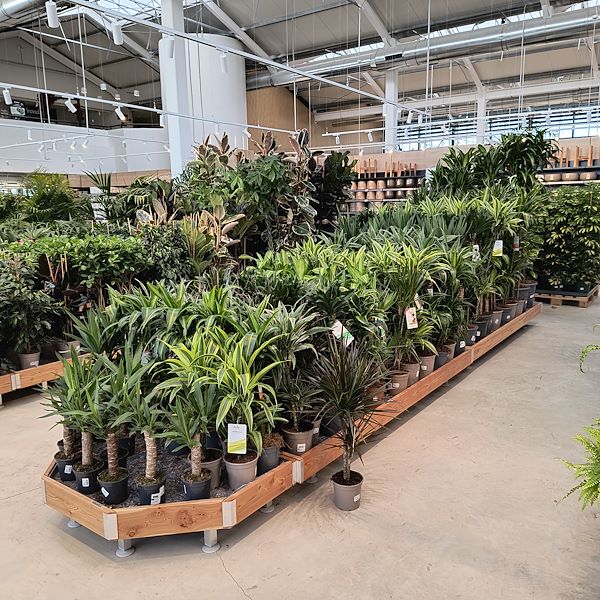 Le piante da interno
