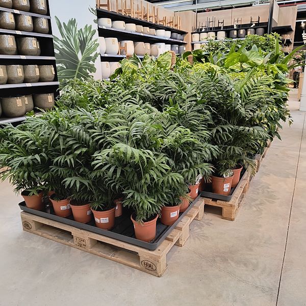 Les plantes d'intérieur