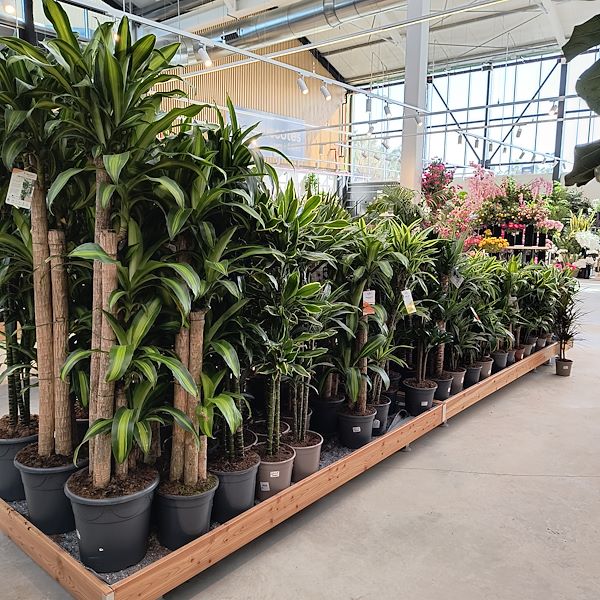 Indoor plants