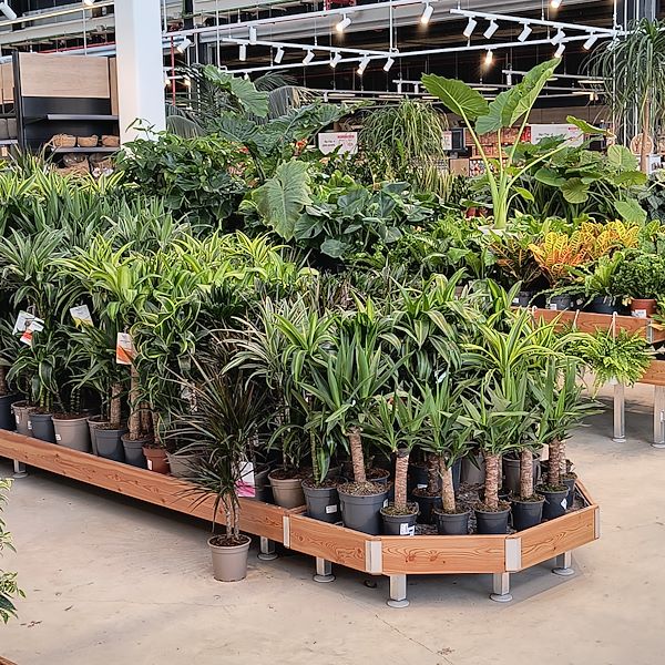 Las plantas de interior