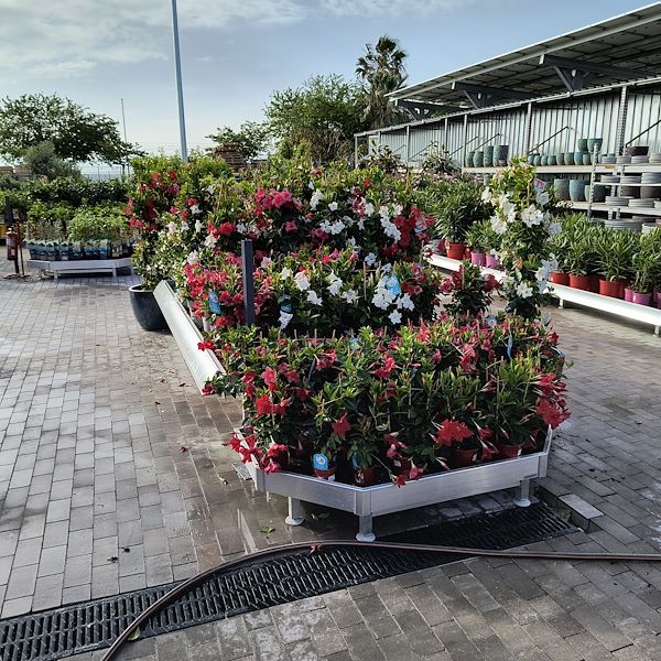 Outdoor plants