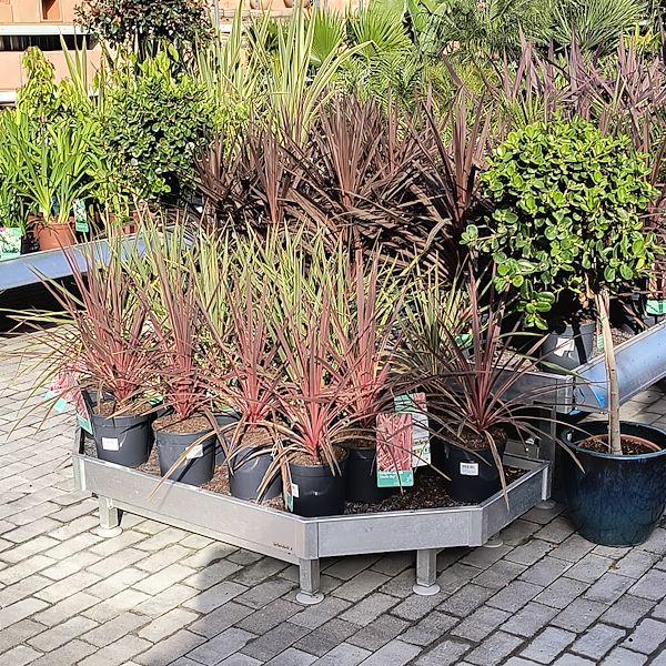 Outdoor plants