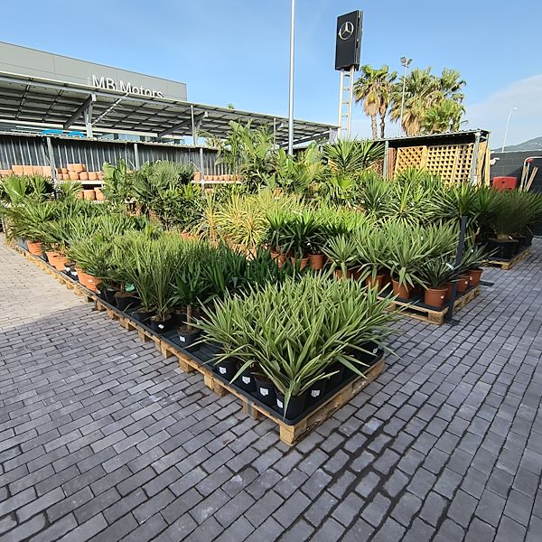 Las plantas de exterior