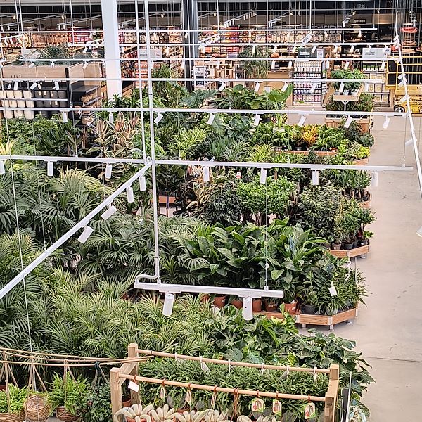 Les plantes d'intérieur