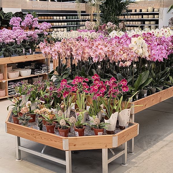 Las plantas de interior