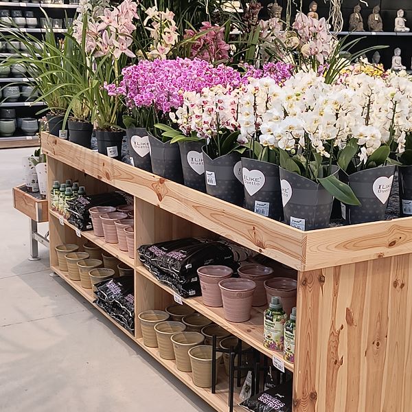 Las plantas de interior