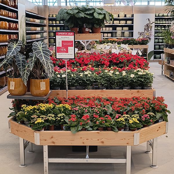 Les plantes d'intérieur