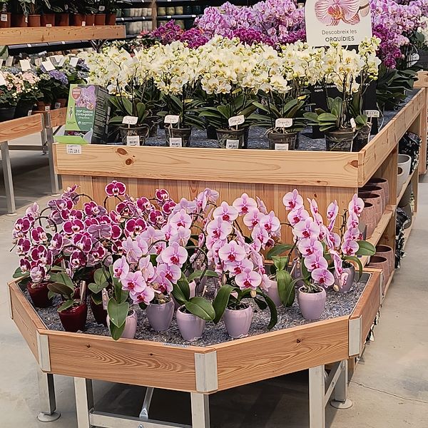 Las plantas de interior