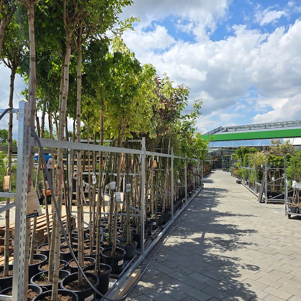 الافتتاح - PRAKTIS