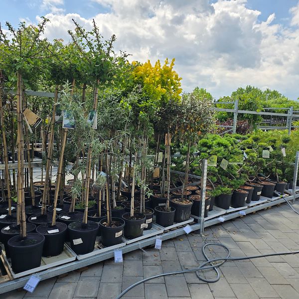 L'apertura - PRAKTIS