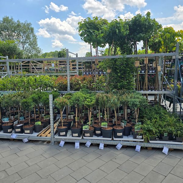 Die Eröffnung - PRAKTIS