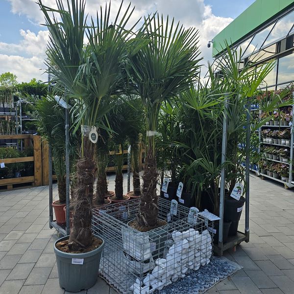 Die Eröffnung - PRAKTIS