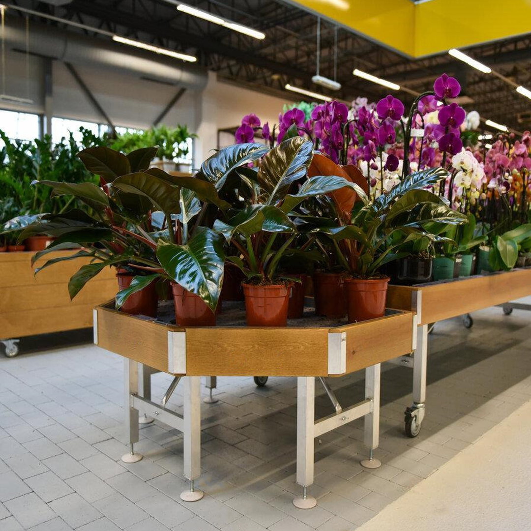 End cap Holzlinie AMOR