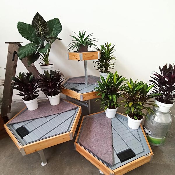 Hexagonal, wood line AMOR