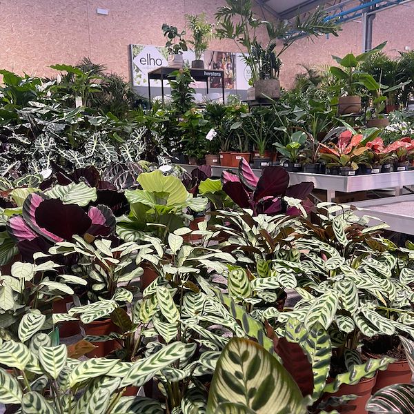 RISULTATO FINALE DEL GARDEN CENTER OFORNO