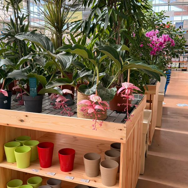 المنصة الخشبية