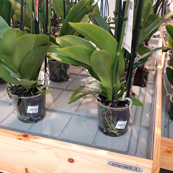 The Garden Center Il Tulipano Gets a Stylish Makeover