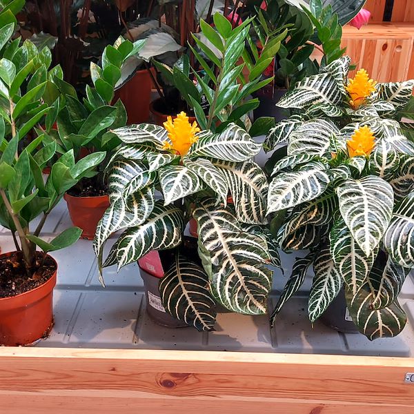 Il Garden Il Tulipano si rinnova con stile