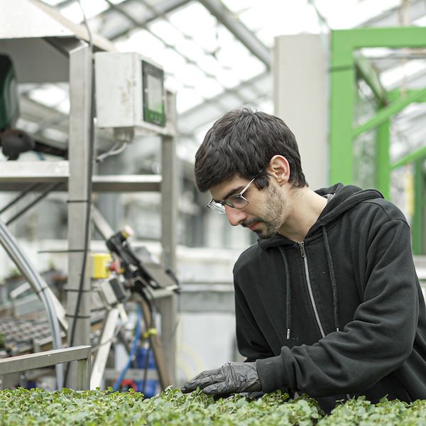 The robot that revolutionizes agriculture is here: record efficiency in the greenhouses of the future