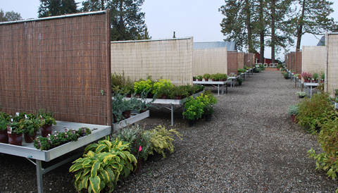 Blooming Nursery, Oregon (USA), an year later