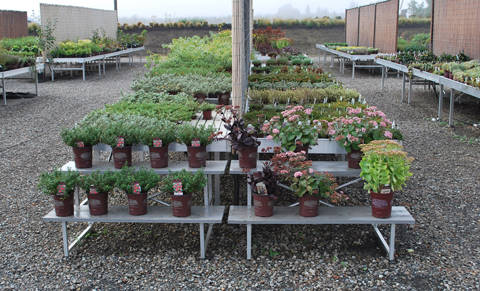 Blooming Nursery, Oregon (USA), un an après la fourniture de tables et présentoirs en aluminium