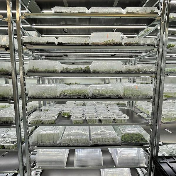 Chariot DC avec kit d'éclairage LED pour GERMINATION ET GREFFAGE