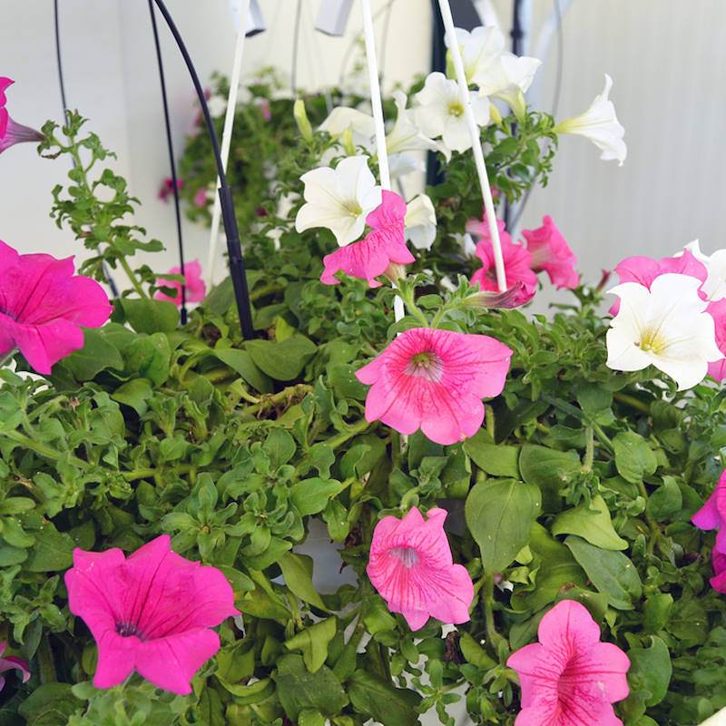 Chiringuito - pot plants display