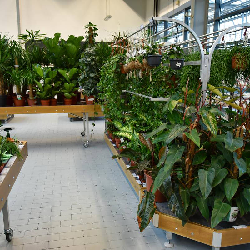 Chiringuito - pot plants display