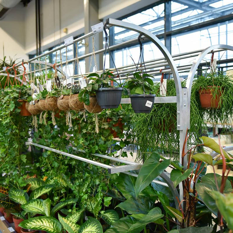 للعرض النباتات  Chiringuito مقصورة