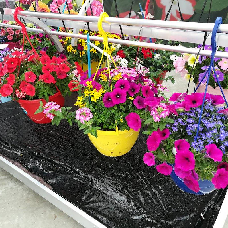 Chiringuito - pot plants display