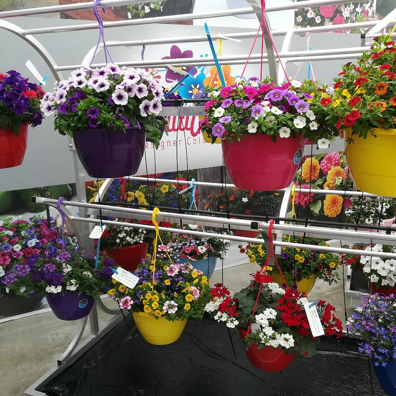 للعرض النباتات  Chiringuito مقصورة