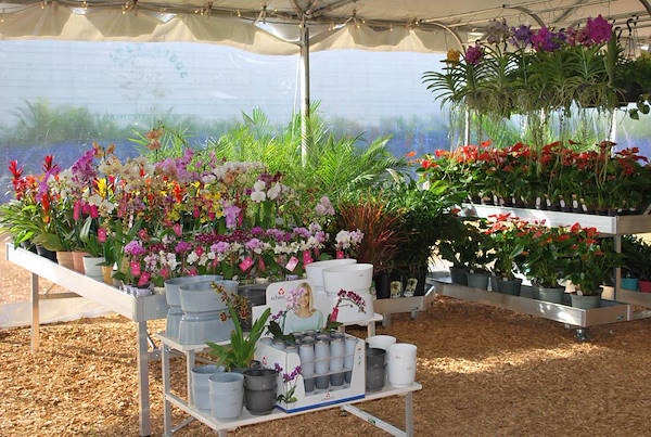 Costa Farms, concept espositivo