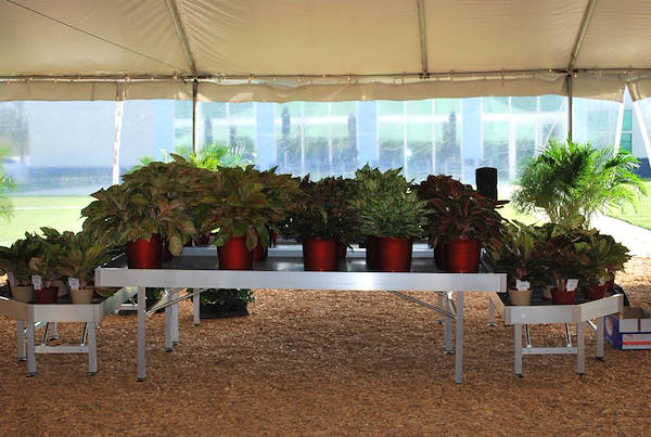 Costa Farms, concept espositivo