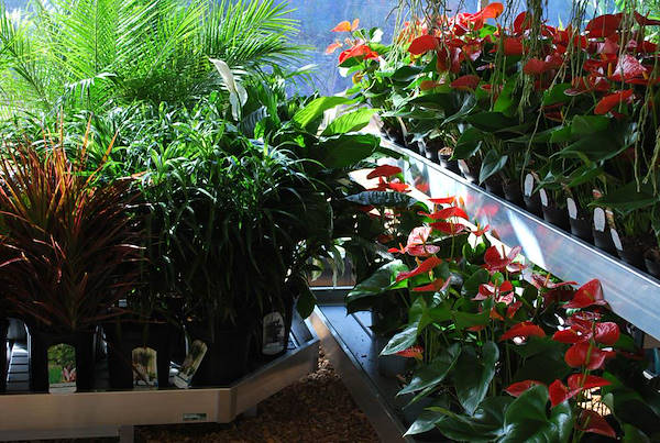 Costa Farms, concept espositivo